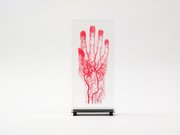 Korrosionspräparat, Gefässe der linken Hand (roter Kunststoff). Präparateur*in: Klaws (Kiel) und Heuckendorf (Berlin), Datierung: 2003. Sammlung: Sammlung am Centrum für Anatomie. Foto: Felix Sattler/HU Berlin