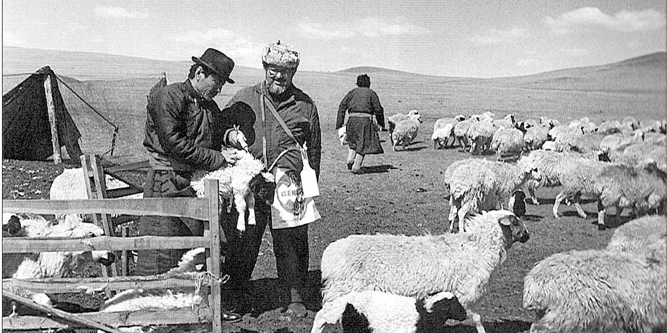 Abbildung: IVOMEC-Behandlung, in: Helmut Splisteser (2008/2009): „25 Jahre als Tierarzt in der Mongolei“