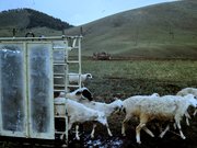 Digitalisate aus Dia-Filmen, historische Aufnahmen aus Veterinärmedizin und parasitologischer Forschung in Zusammenhang mit Prof. Dr. Theodor Hiepes Einrichtung eines Forschungslabors für Ektoparasitenbekämpfung in der Mongolei 1970, Quelle: Th. Hiepe