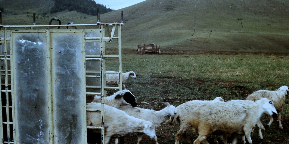 Digitalisate aus Dia-Filmen, historische Aufnahmen aus Veterinärmedizin und parasitologischer Forschung in Zusammenhang mit Prof. Dr. Theodor Hiepes Einrichtung eines Forschungslabors für Ektoparasitenbekämpfung in der Mongolei 1970, Quelle: Th. Hiepe