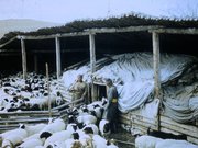 Digitalisate aus Dia-Filmen, historische Aufnahmen aus Veterinärmedizin und parasitologischer Forschung in Zusammenhang mit Prof. Dr. Theodor Hiepes Einrichtung eines Forschungslabors für Ektoparasitenbekämpfung in der Mongolei 1970, Quelle: Th. Hiepe
