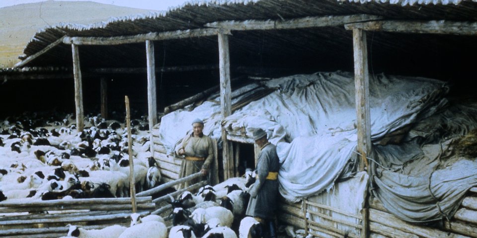 Digitalisate aus Dia-Filmen, historische Aufnahmen aus Veterinärmedizin und parasitologischer Forschung in Zusammenhang mit Prof. Dr. Theodor Hiepes Einrichtung eines Forschungslabors für Ektoparasitenbekämpfung in der Mongolei 1970, Quelle: Th. Hiepe