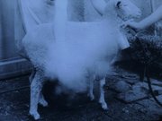 Digitalisate aus Dia-Filmen, historische Aufnahmen aus Veterinärmedizin und parasitologischer Forschung in Zusammenhang mit Prof. Dr. Theodor Hiepes Einrichtung eines Forschungslabors für Ektoparasitenbekämpfung in der Mongolei 1970, Quelle: Th. Hiepe