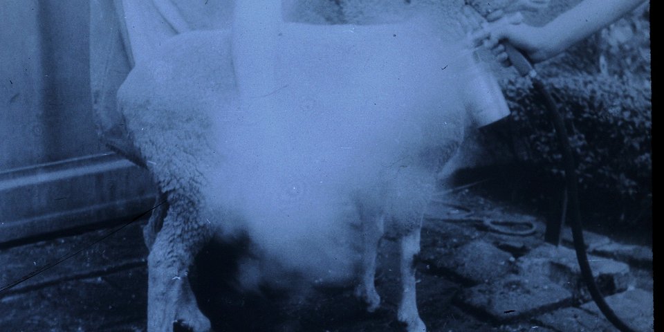 Digitalisate aus Dia-Filmen, historische Aufnahmen aus Veterinärmedizin und parasitologischer Forschung in Zusammenhang mit Prof. Dr. Theodor Hiepes Einrichtung eines Forschungslabors für Ektoparasitenbekämpfung in der Mongolei 1970, Quelle: Th. Hiepe