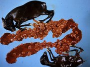 Digitalisate aus Dia-Filmen, historische Aufnahmen aus Veterinärmedizin und parasitologischer Forschung in Zusammenhang mit Prof. Dr. Theodor Hiepes Einrichtung eines Forschungslabors für Ektoparasitenbekämpfung in der Mongolei 1970, Quelle: Th. Hiepe