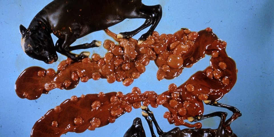 Digitalisate aus Dia-Filmen, historische Aufnahmen aus Veterinärmedizin und parasitologischer Forschung in Zusammenhang mit Prof. Dr. Theodor Hiepes Einrichtung eines Forschungslabors für Ektoparasitenbekämpfung in der Mongolei 1970, Quelle: Th. Hiepe