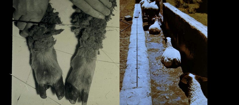 Digitalisate aus Dia-Filmen, historische Aufnahmen aus Veterinärmedizin und parasitologischer Forschung in Zusammenhang mit Prof. Dr. Theodor Hiepes Einrichtung eines Forschungslabors für Ektoparasitenbekämpfung in der Mongolei 1970, Quelle: Th. Hiepe